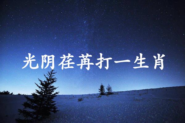 光阴荏苒打一生肖